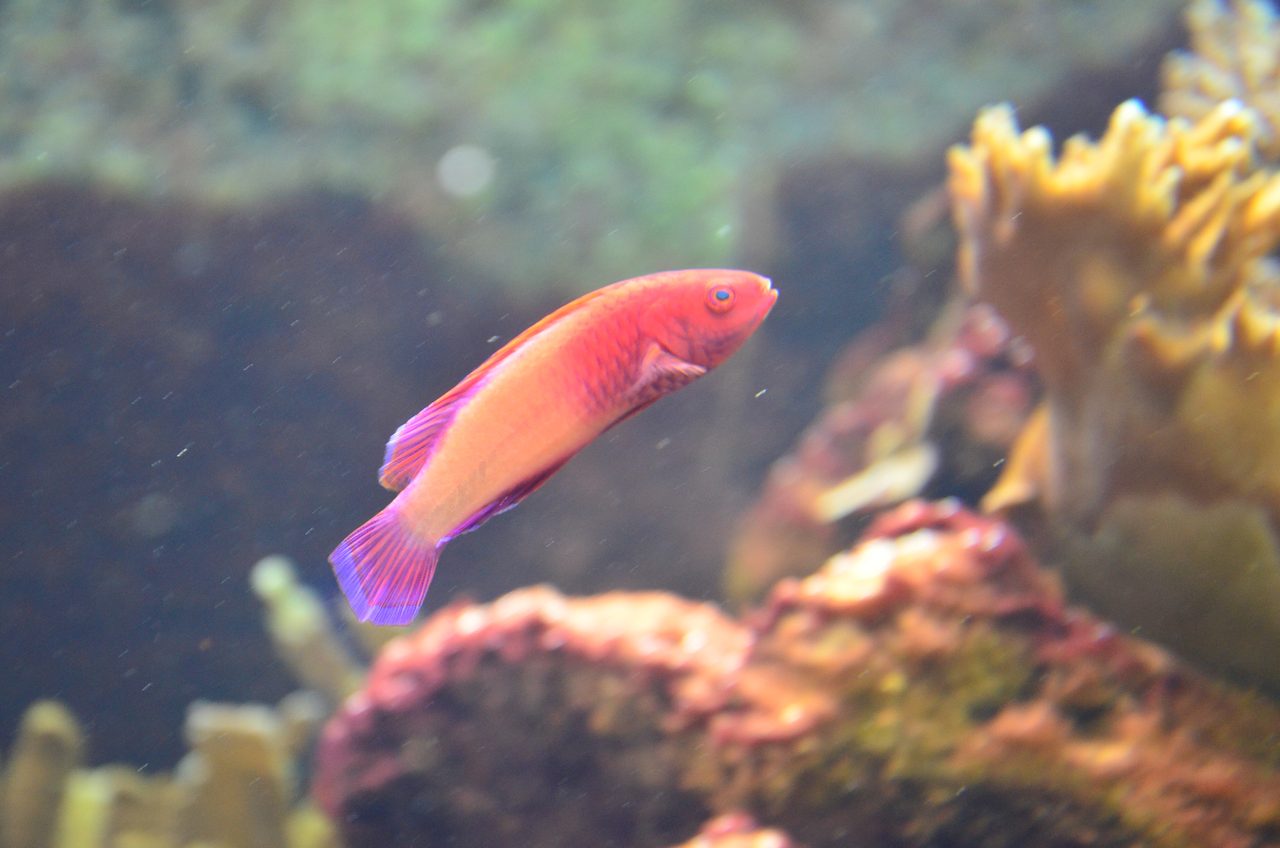 Red Velvet Wrasse