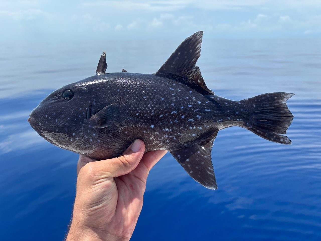 Spotted Oceanic Triggerfish