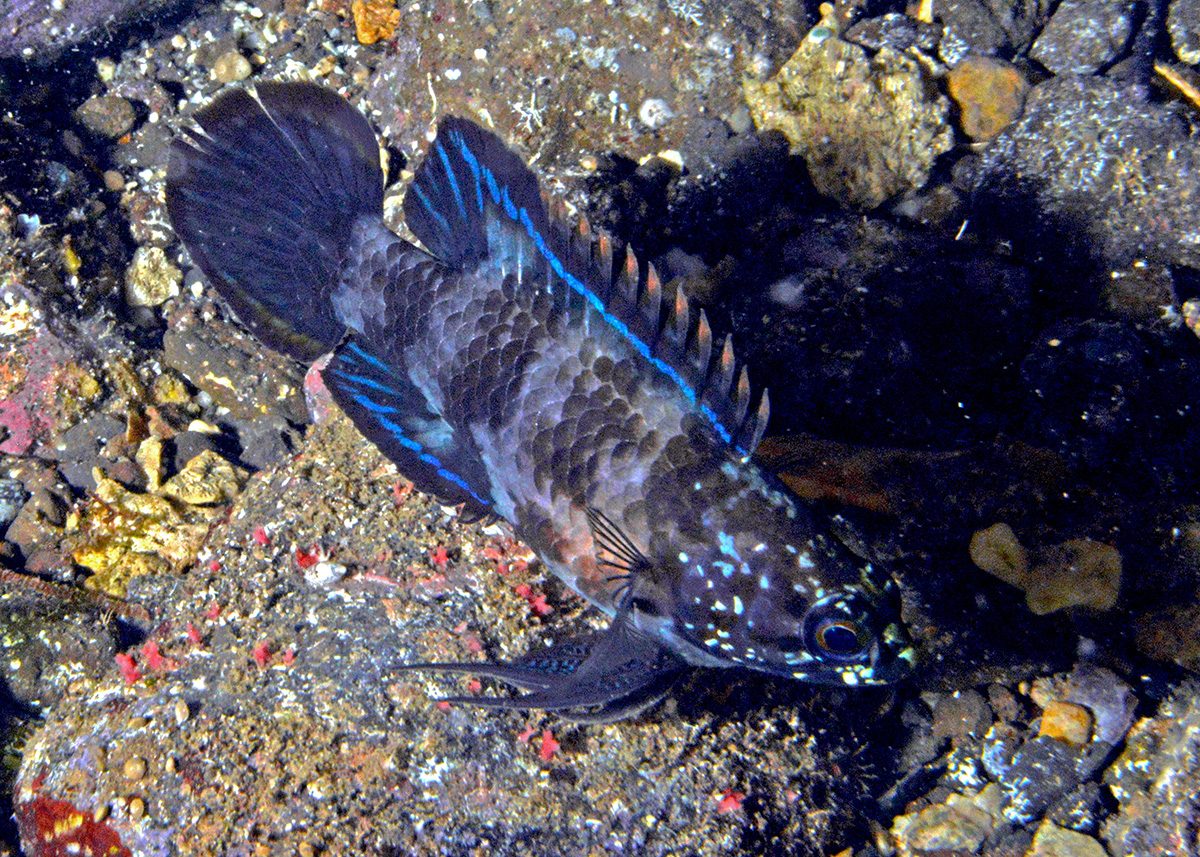 Crimsontip Longfin