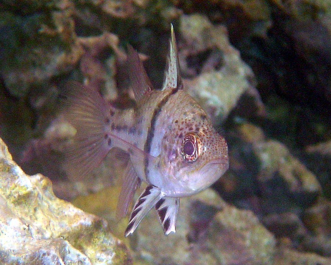 Orbicular Cardinalfish
