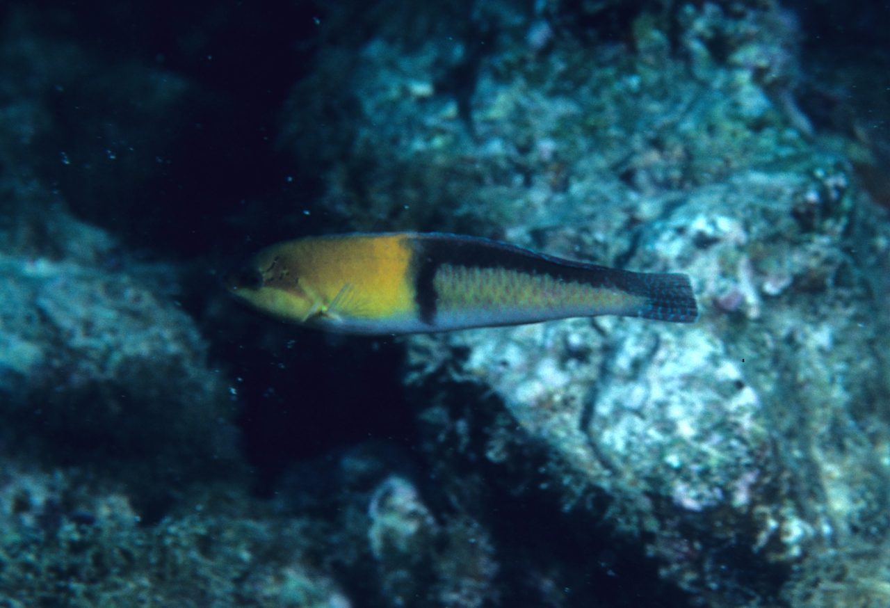 Neon Wrasse