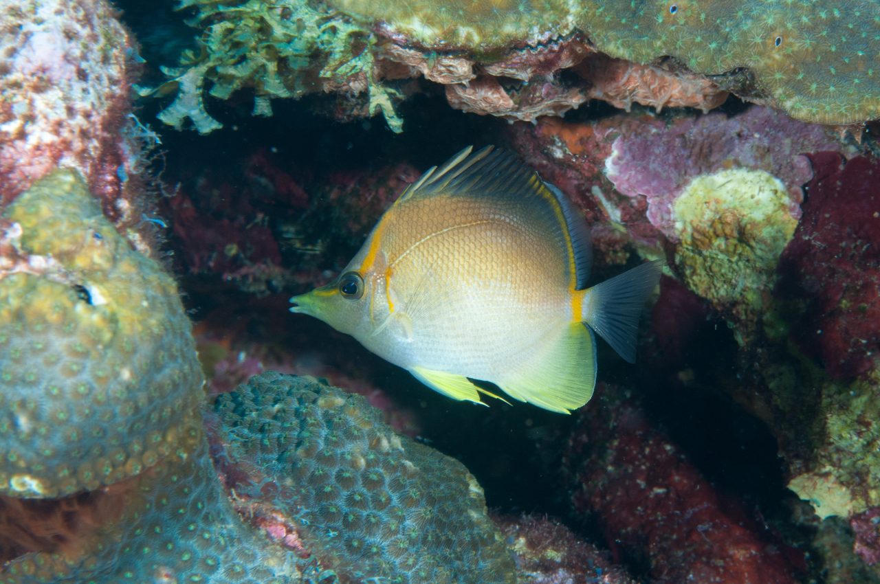 Longsnout Butterflyfish