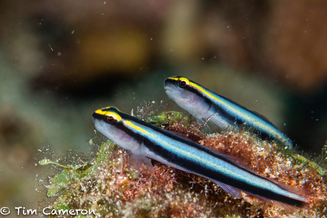 Delicate Goby
