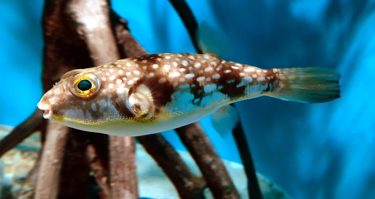 Milk Spotted Puffer