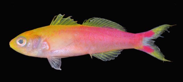 Seaver's Anthias