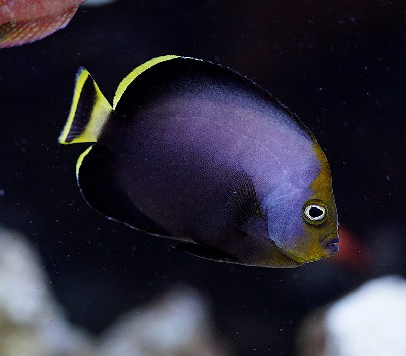 Black-Velvet Angelfish