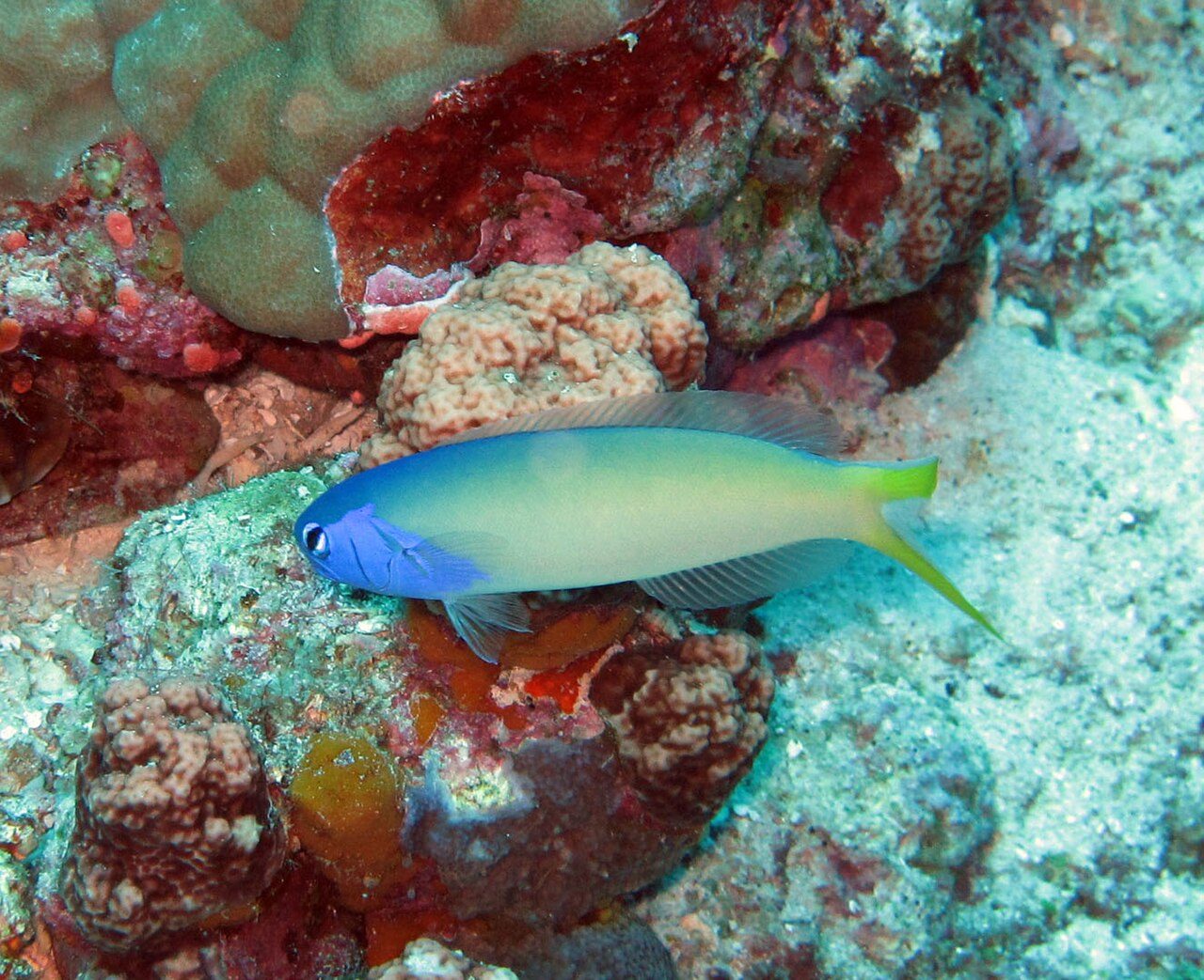 Pastel Tilefish