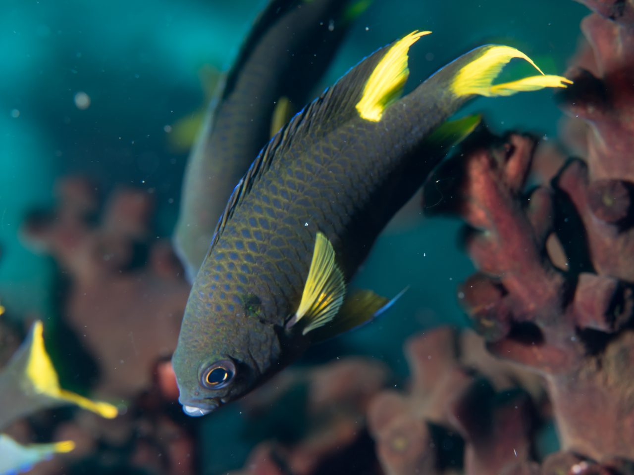 Scissortail Damselfish
