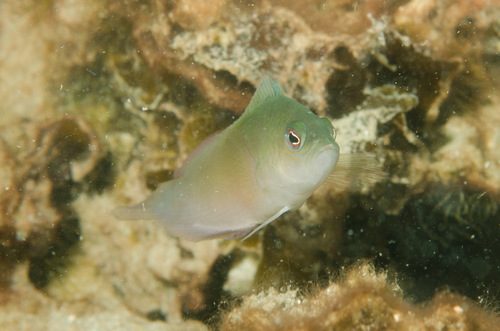 Australian Dottyback