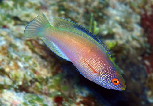 Diamond Fairy Wrasse