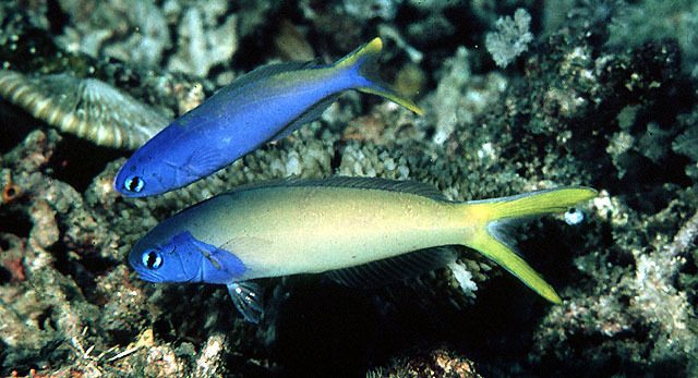 Geo's Tilefish