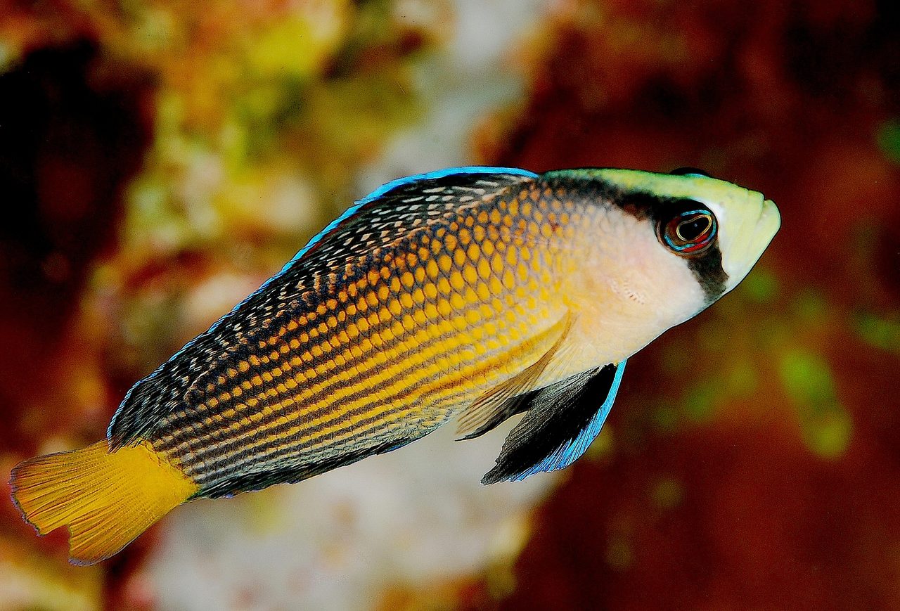 Black-Tailed Dottyback