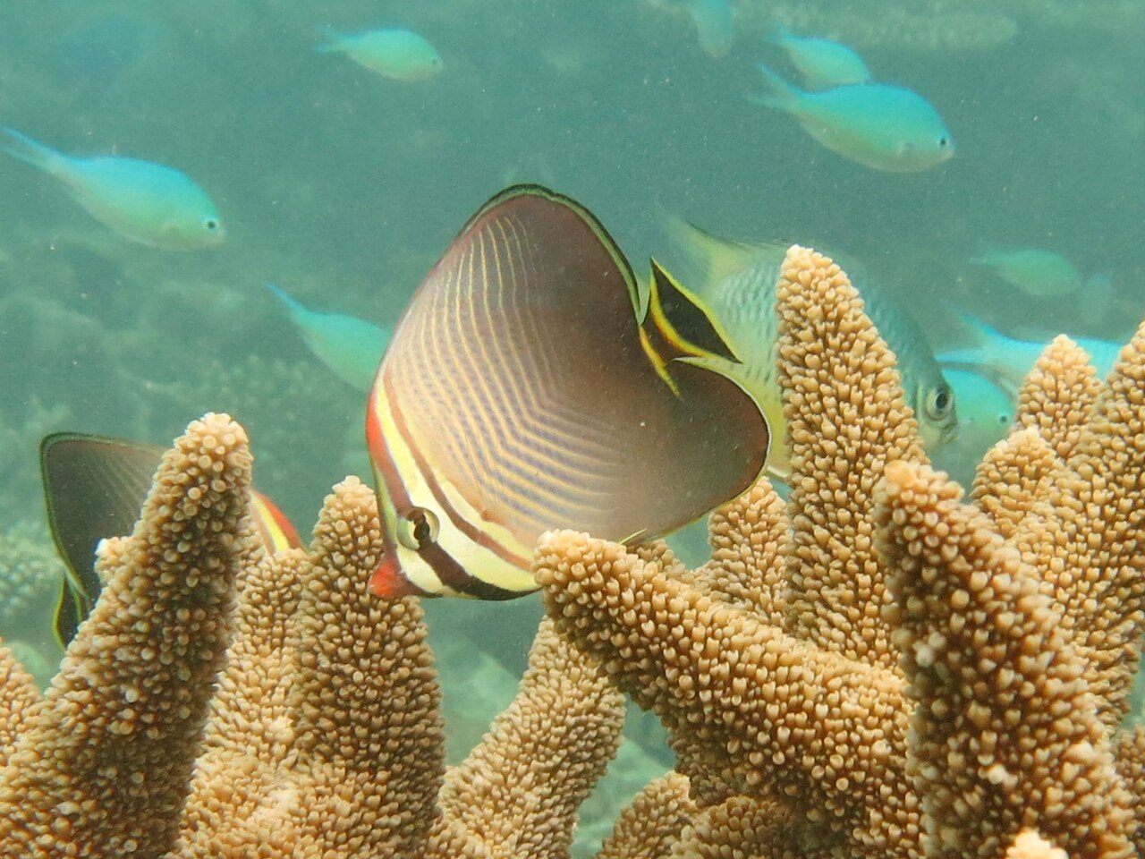 Triangle Butterflyfish