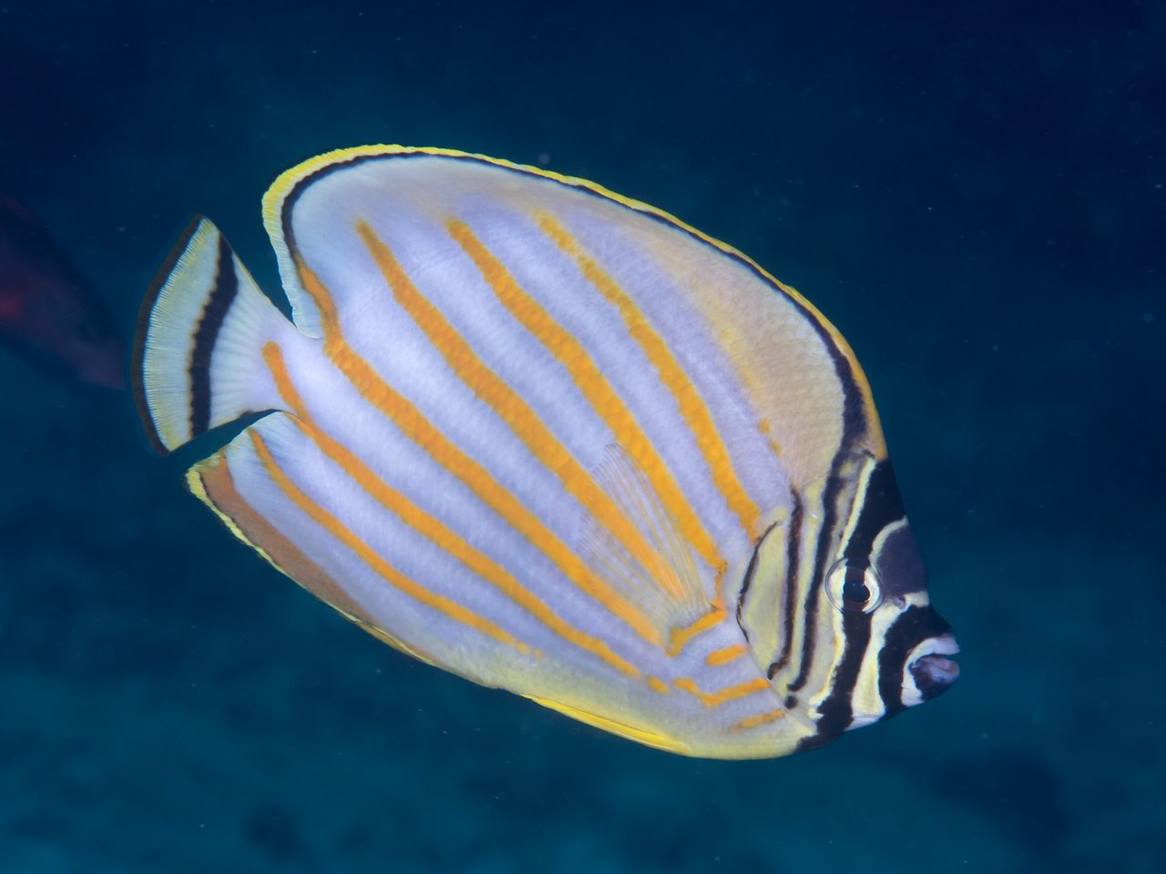 Ornate Butterflyfish