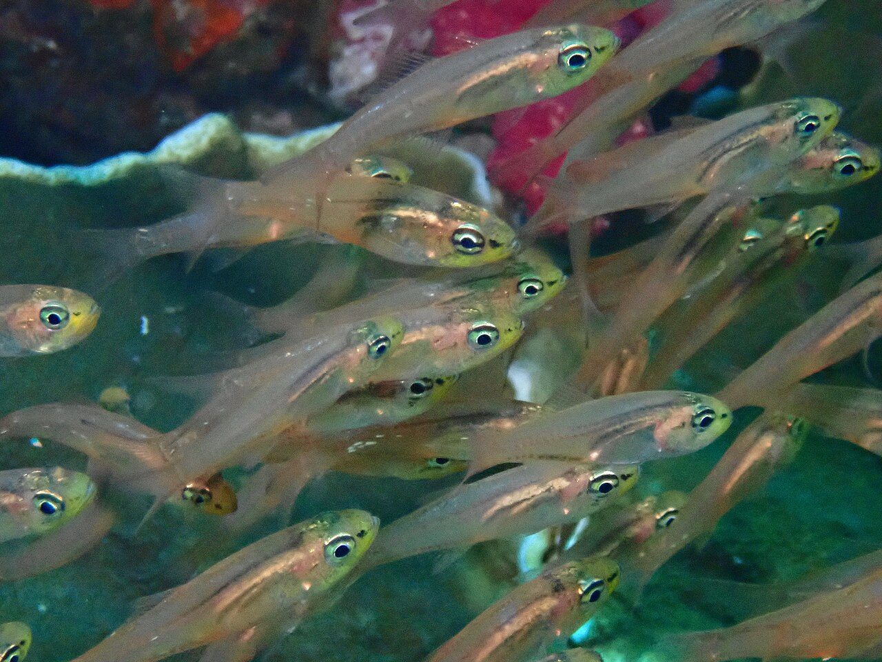 Swallowtail Cardinalfish