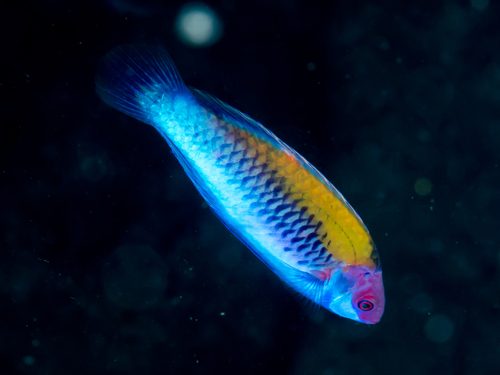 Orange Back Fairy Wrasse