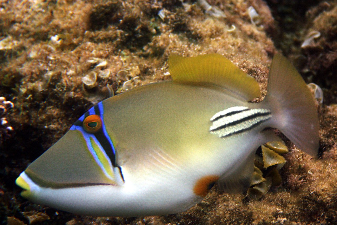 Arabian Picasso Triggerfish