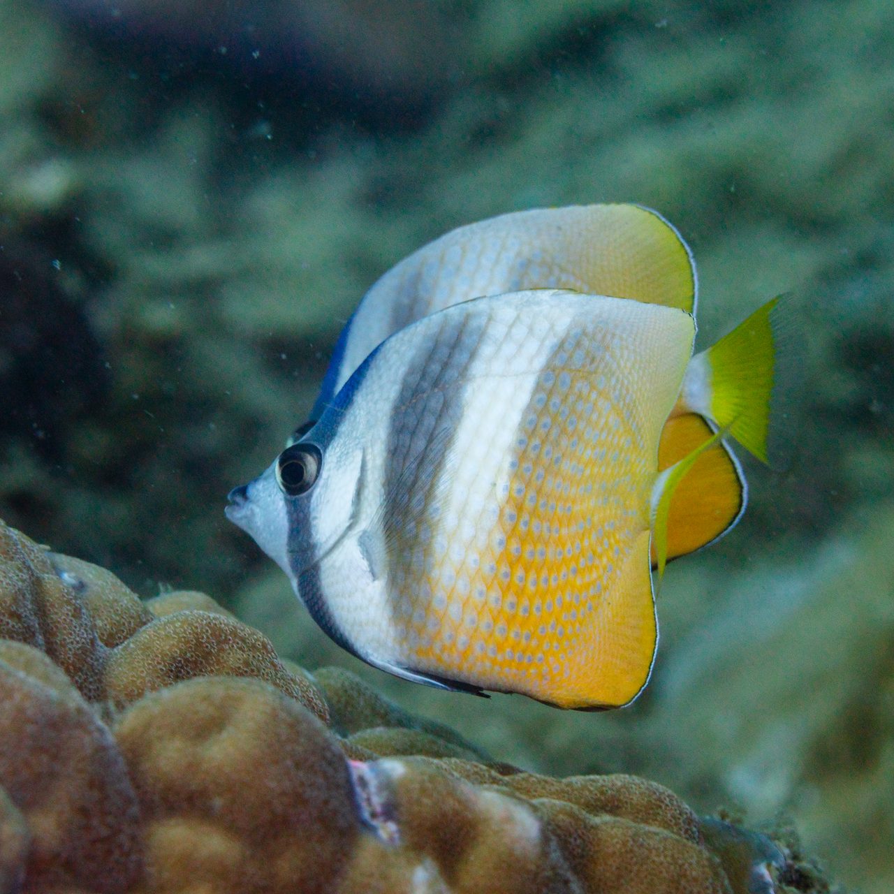 Klein's Butterflyfish