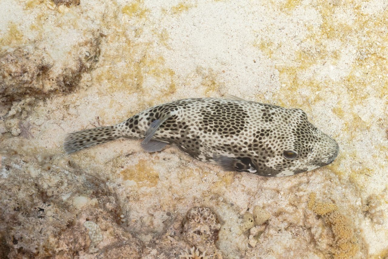 Starry Puffer