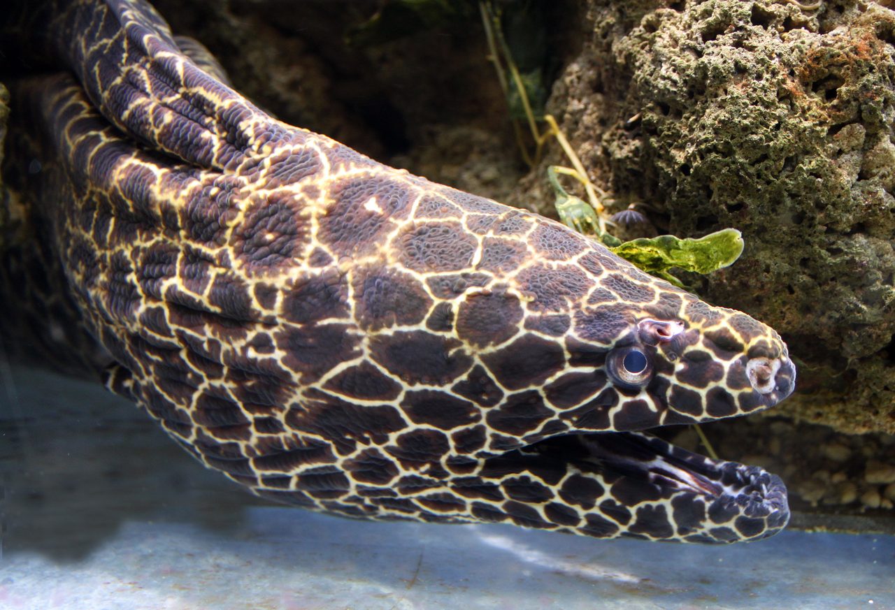 Honeycomb Moray