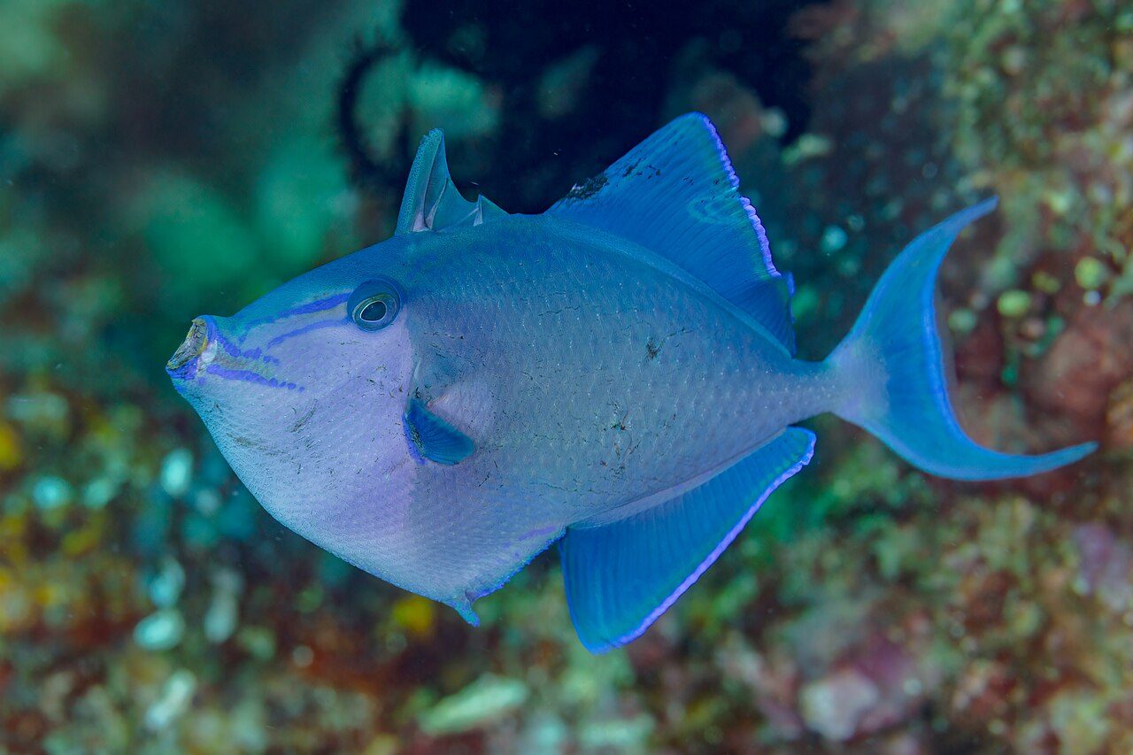 Red-Toothed Triggerfish