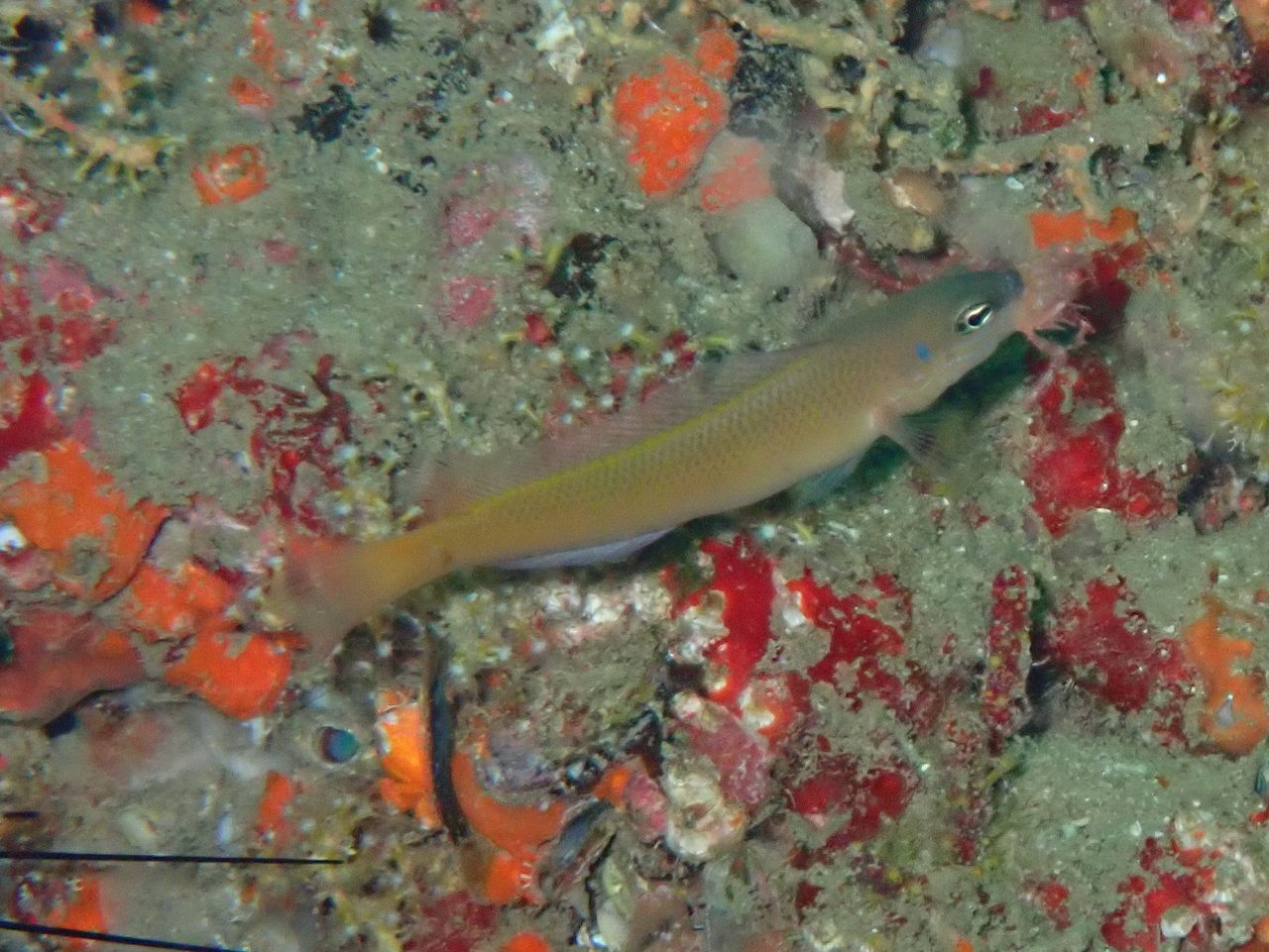 Stripe-Tailed Dottyback
