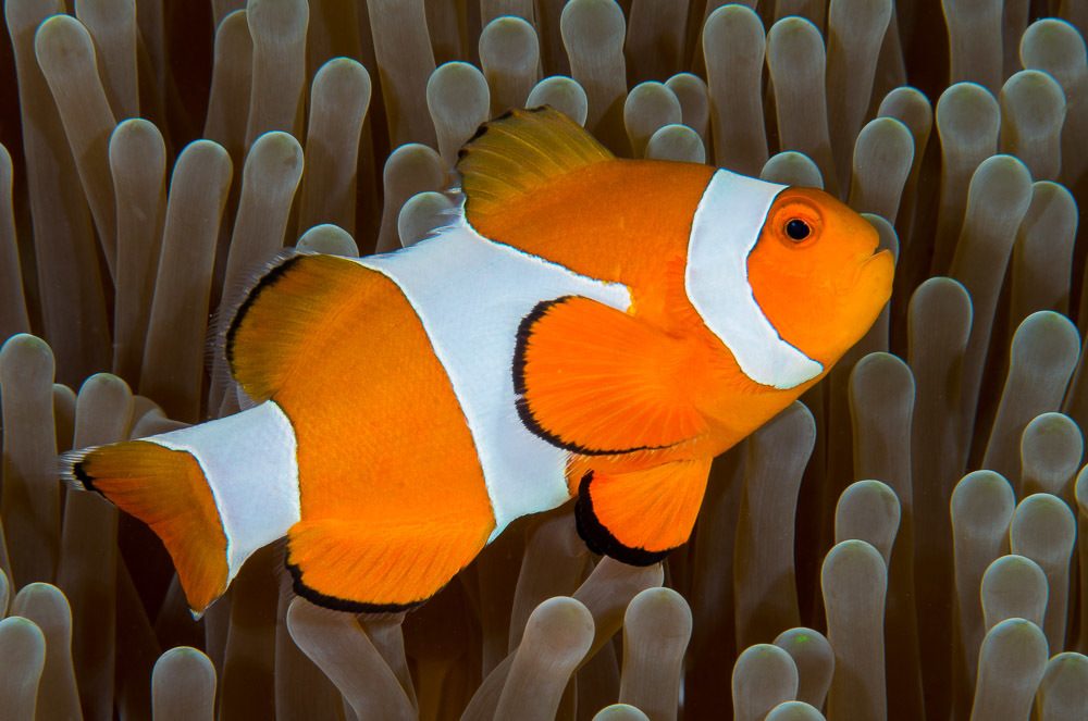 Percula clownfish