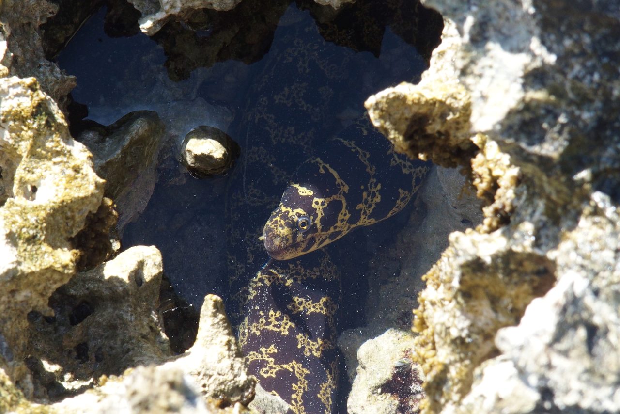 Chain Moray