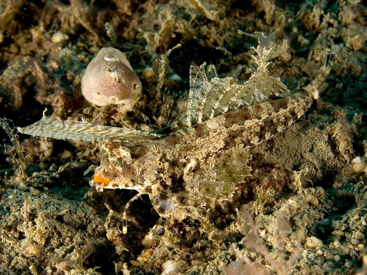 Morrison's Dragonet