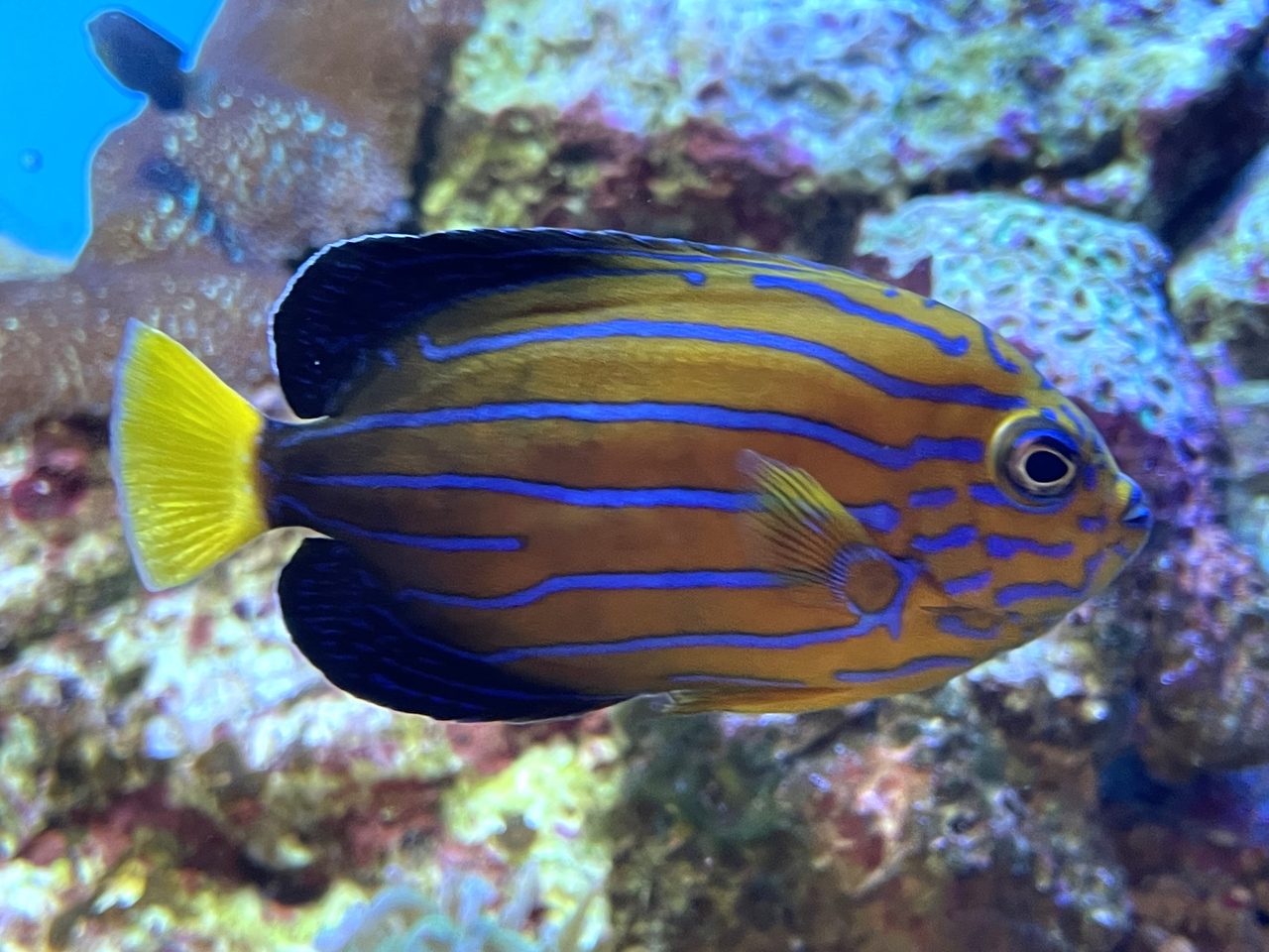 Bluestriped Angelfish