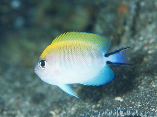 Black-Spot Angelfish