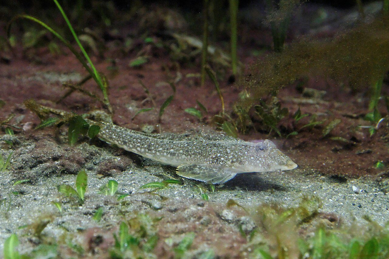 Curve-Spined Dragonet