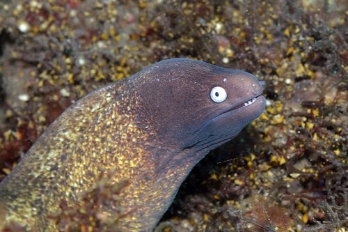 White-eyed Moray Eel