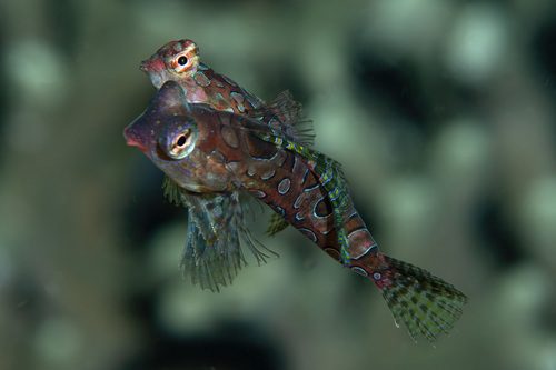 Circular Dragonet
