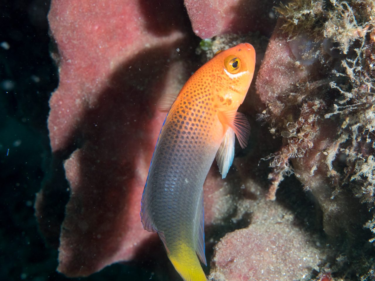 Steene's Dottyback