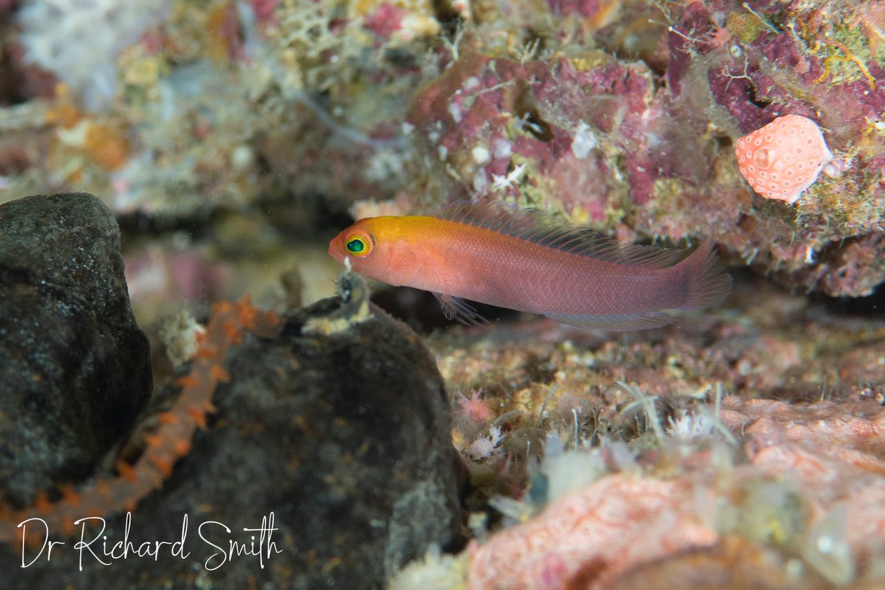 Ring Eyed Dottyback