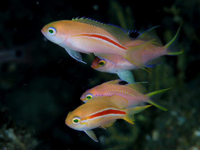 Beautiful Anthias