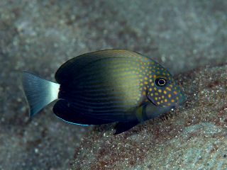 White-Freckled Surgeonfish