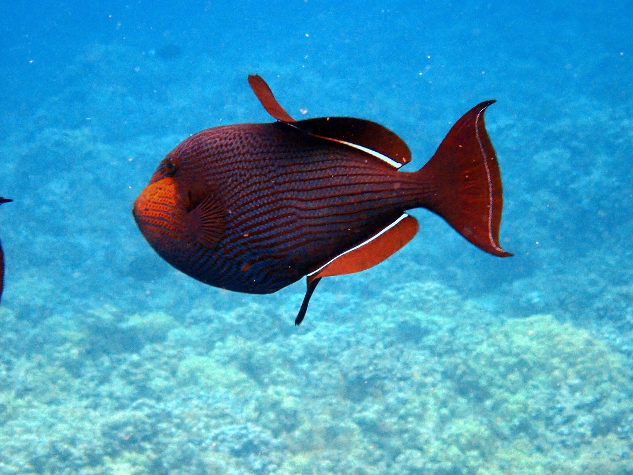 Black Triggerfish