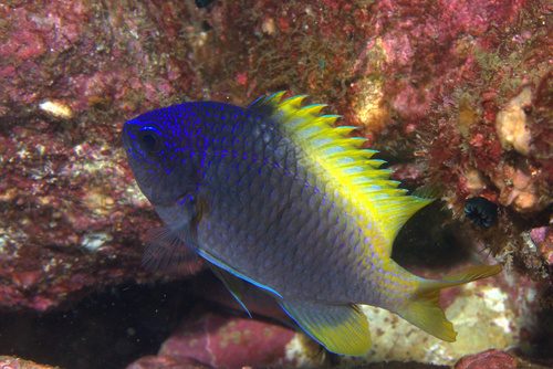 Limbaughi Chromis