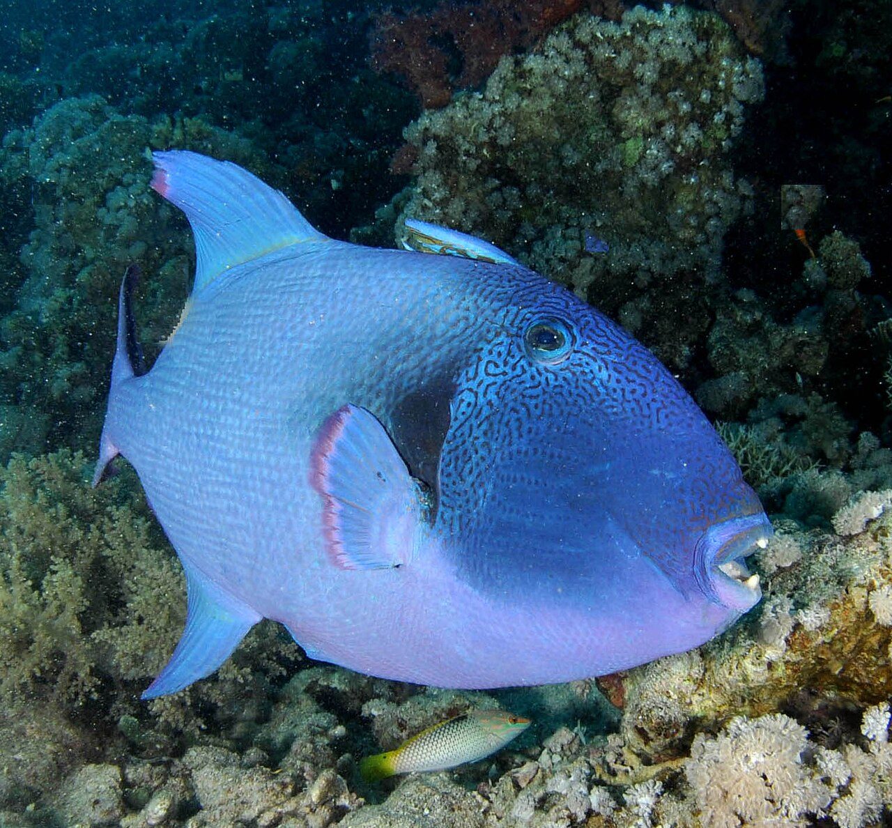 Blue-Lined Triggerfish