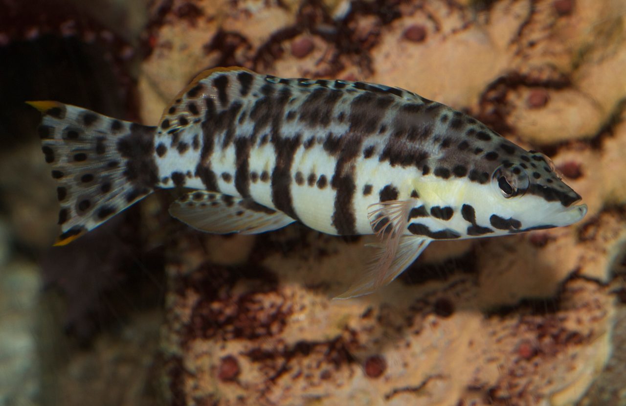 Harlequin Bass