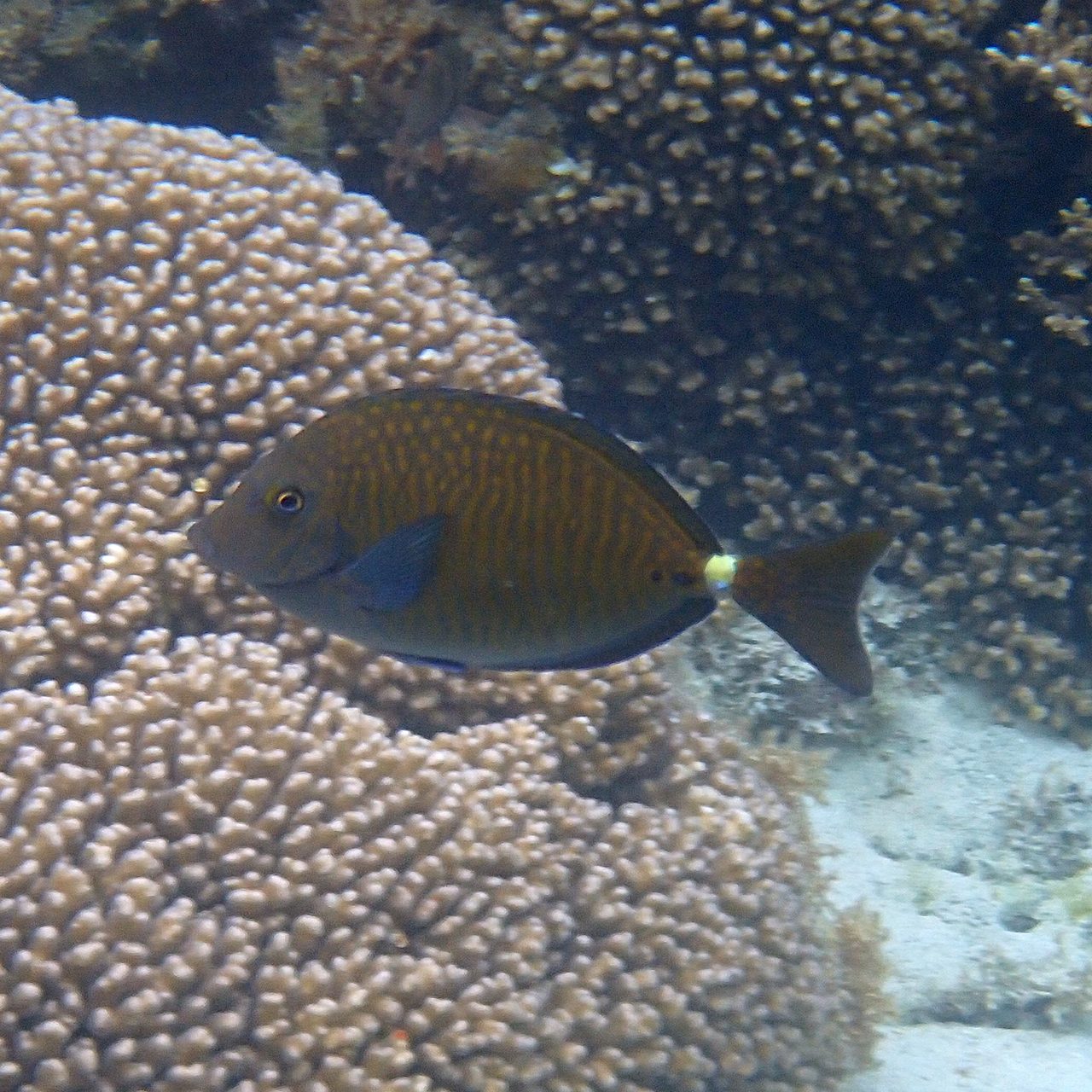 Spotted Sawtail