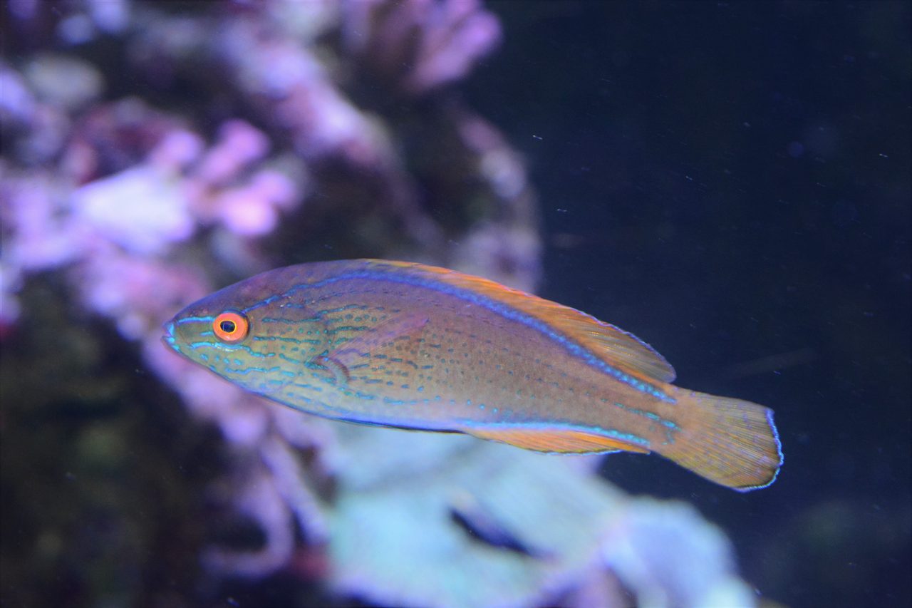 Lined Fairy Wrasse