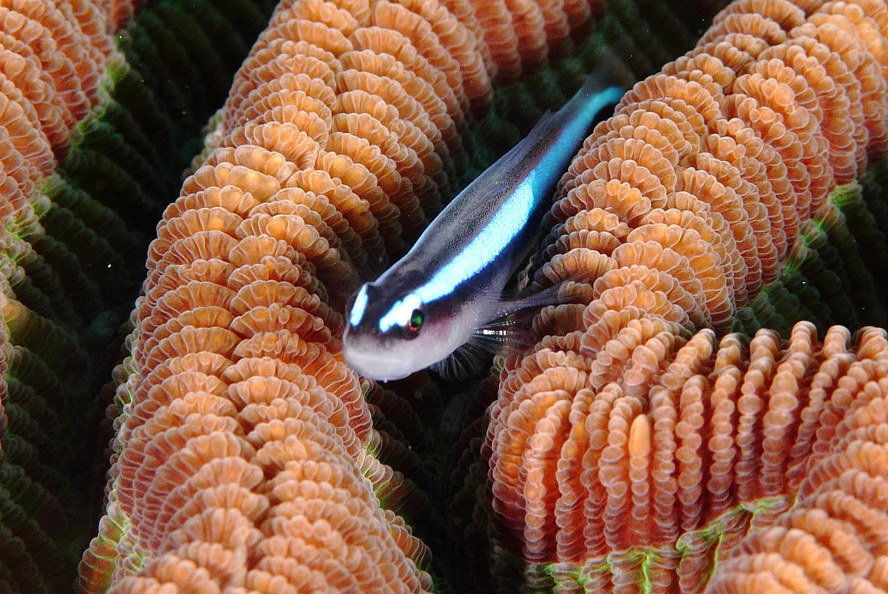 Thread-fin Prawn Goby
