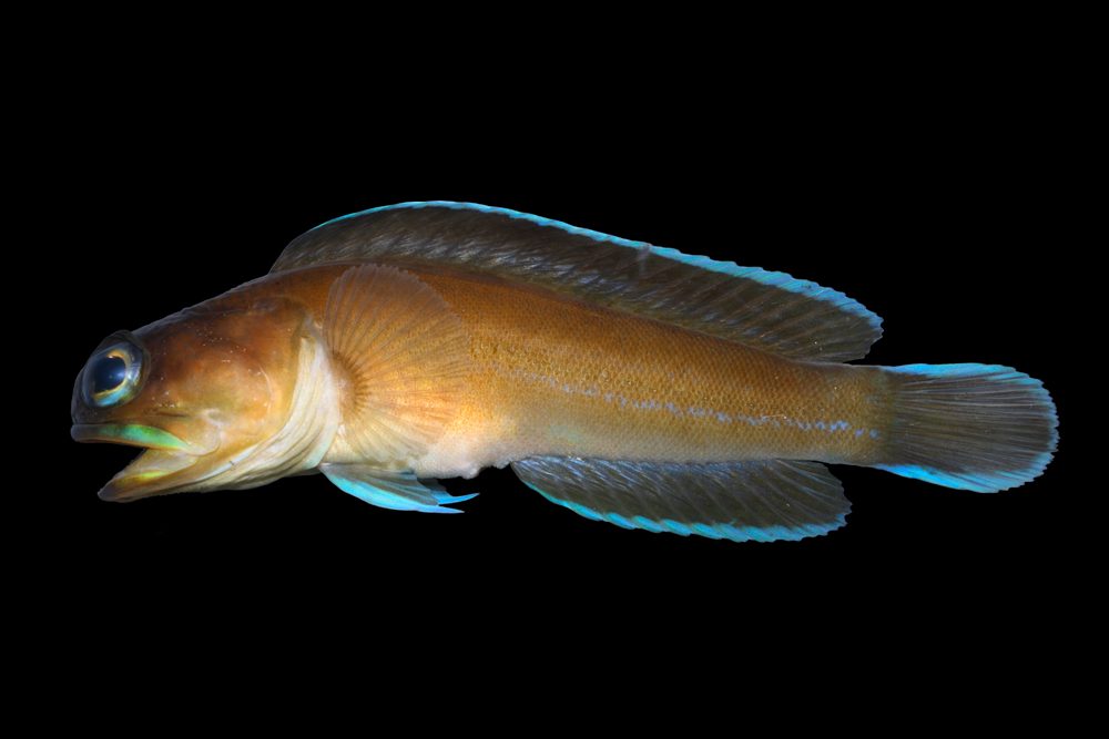 Moustache Jawfish