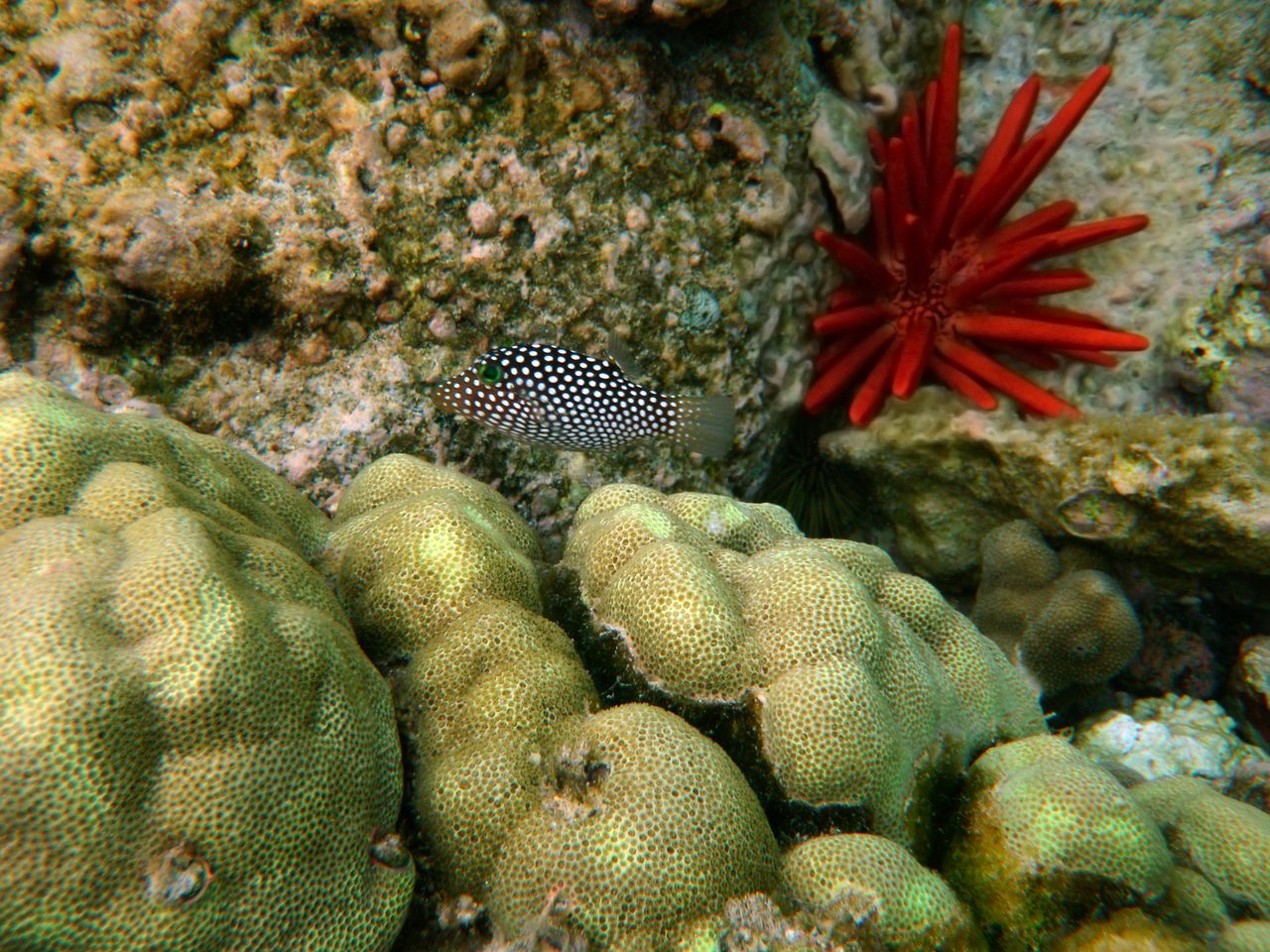 Narrow-lined Puffer