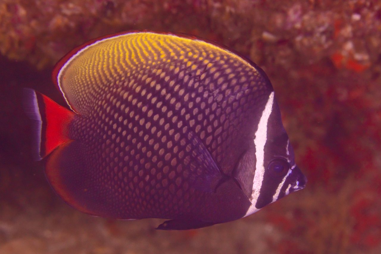Redtail Butterflyfish