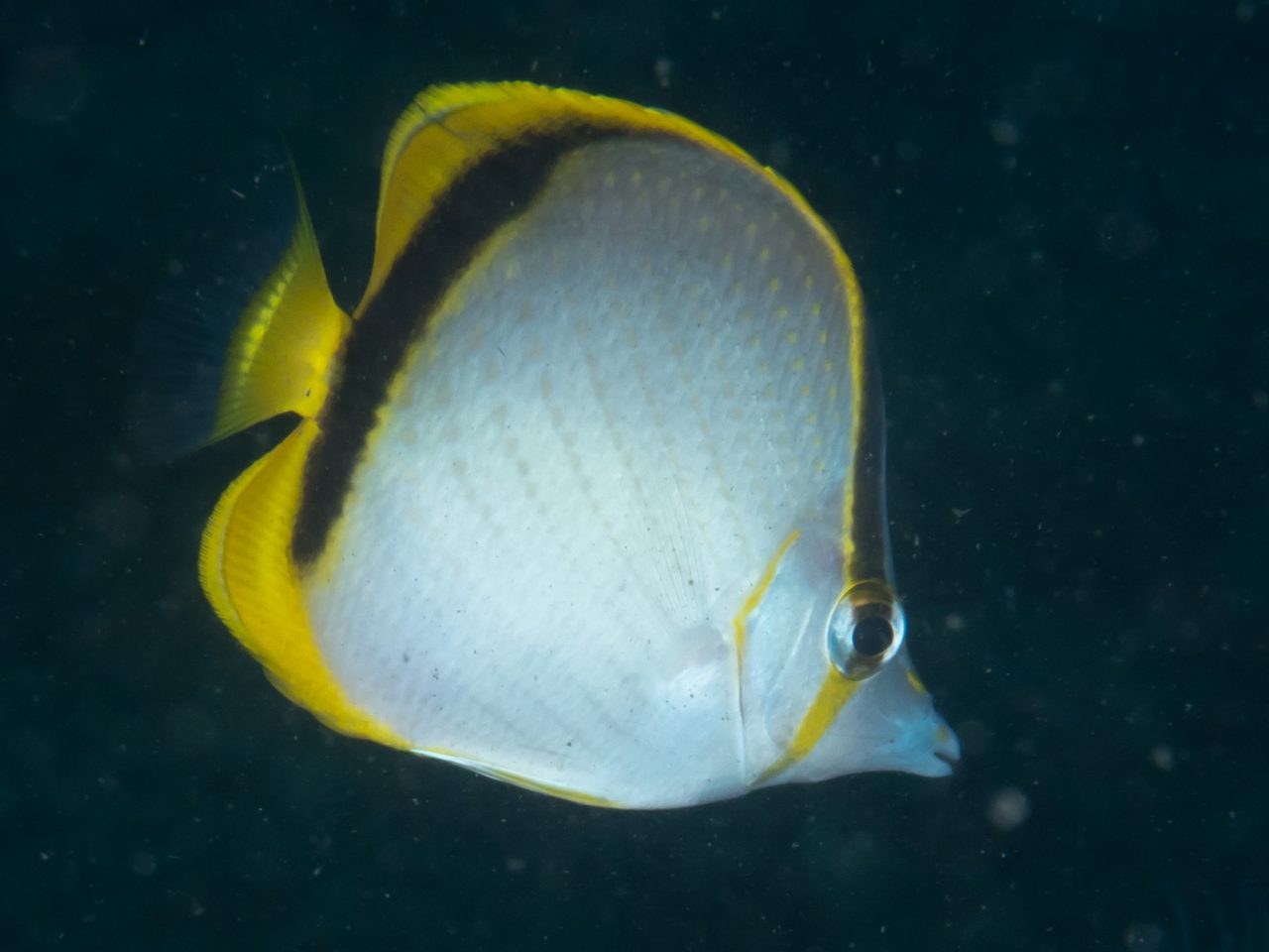 Yellow Butterflyfish