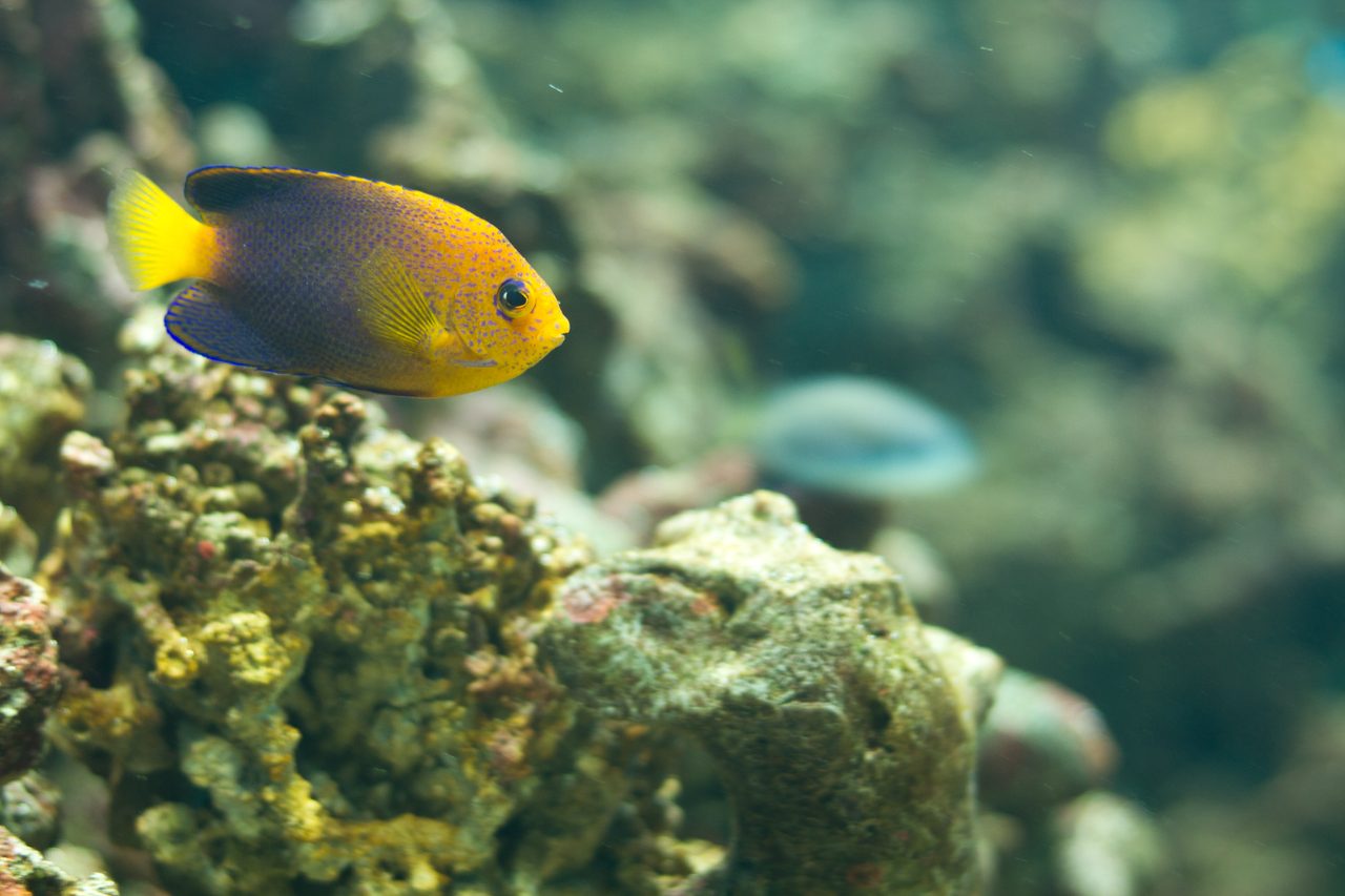 Japanese Pygmy Angelfish